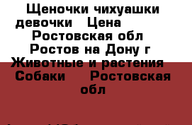 Щеночки чихуашки девочки › Цена ­ 9 500 - Ростовская обл., Ростов-на-Дону г. Животные и растения » Собаки   . Ростовская обл.